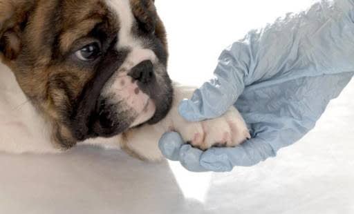 Clínica Veterinaria Las Américas perro