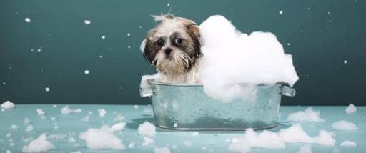 Clínica Veterinaria Las Américas perro recibiendo un baño